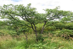 Lagerstroemia microcarpa